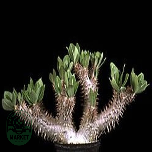 Pachypodium horombense