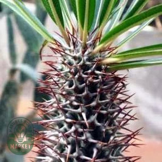 Pachypodium lamerei