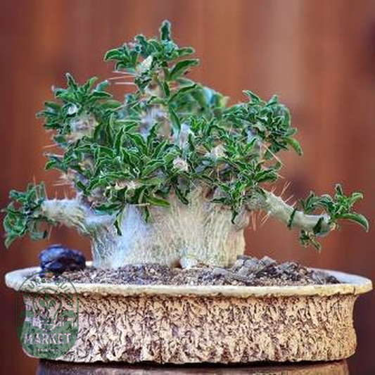 Pachypodium saundersii