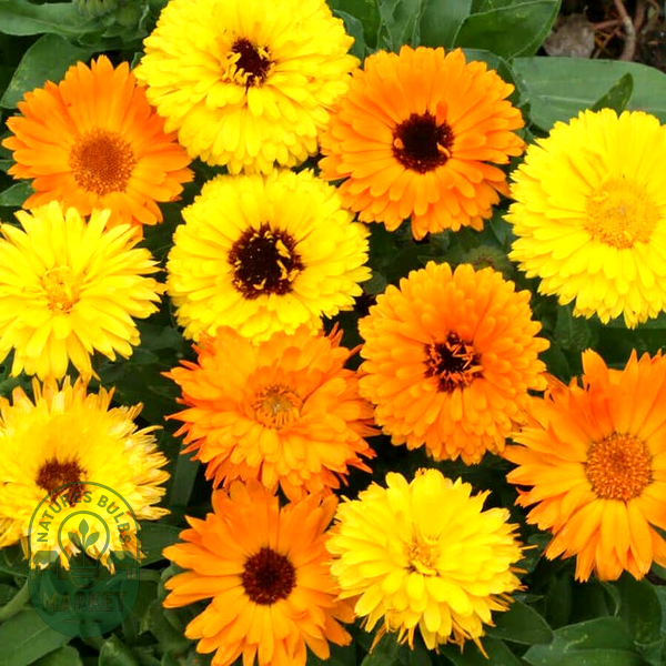 Pacific Beauty Mix' Calendula Seeds
