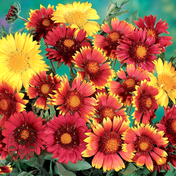 Painter's Palette Blanket Flower Seeds