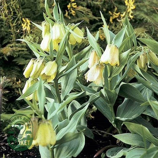 Pallidiflora