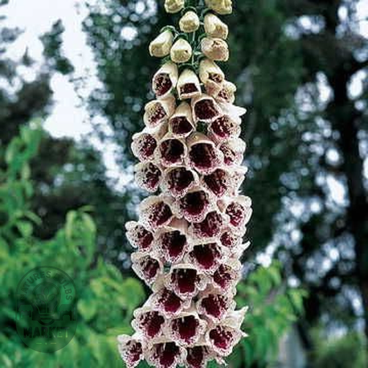Pam's Choice Foxglove Seeds