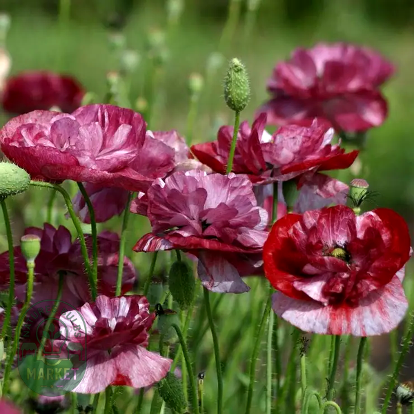 Pandora' Poppy Seeds