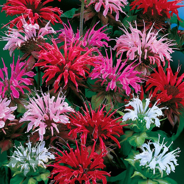 Panorama Mix Bee Balm Seeds