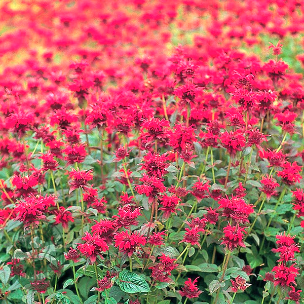 Panorama Red Shades Monarda Seeds