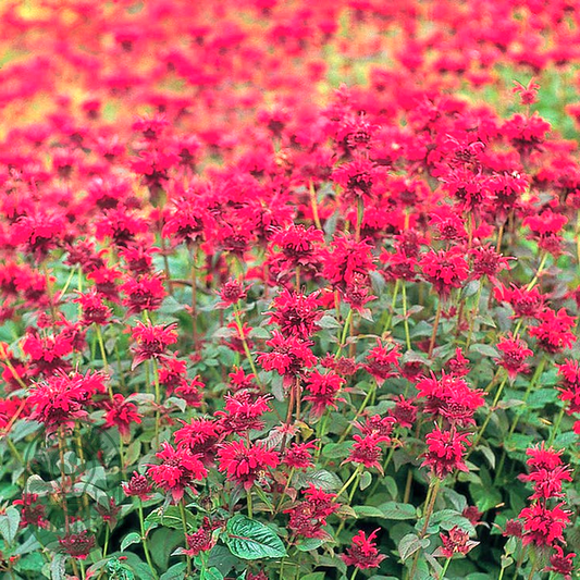 Panorama Red Shades Monarda Seeds