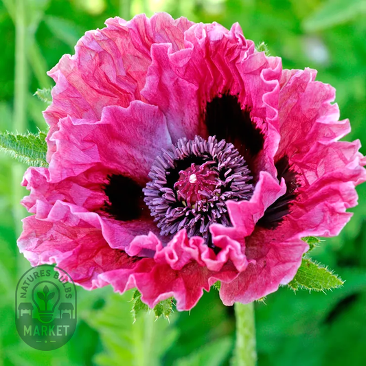 Papaver 'Central Park' Poppy Bulb