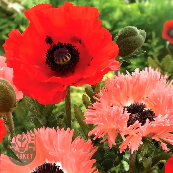 Papaver Collection Poppy