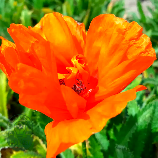 Papaver 'Harvest Moon' Poppy Bulb