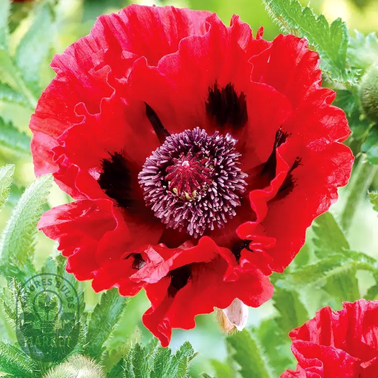 Papaver Red Poppies Bulbs