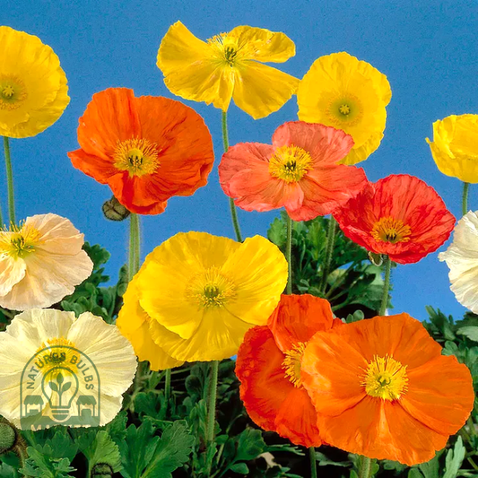Papaver 'Wonderland Mix' Poppy