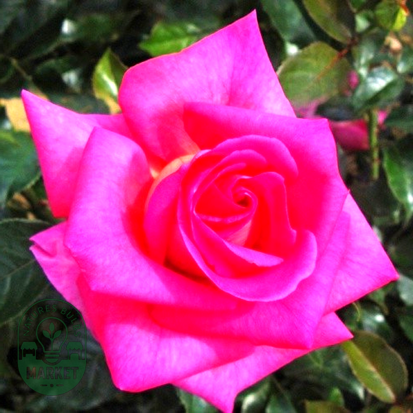 Parfum Royal Climbing