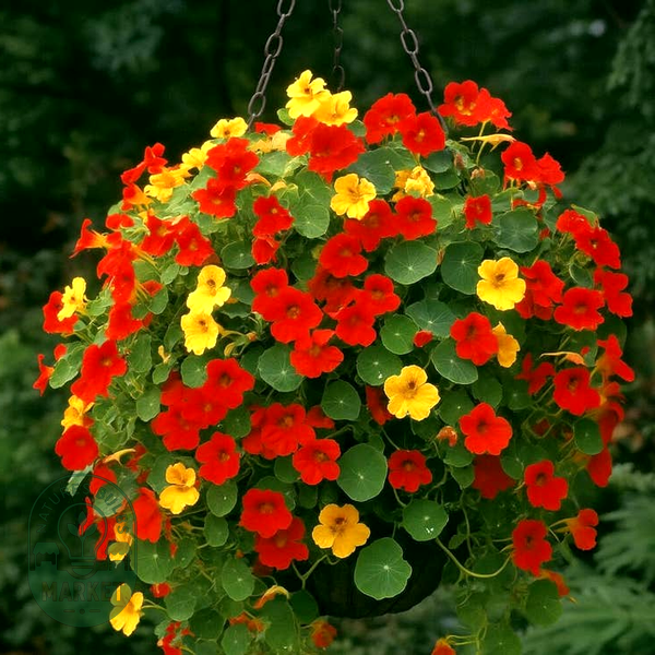 Fragrant Giants Nasturtium Seeds