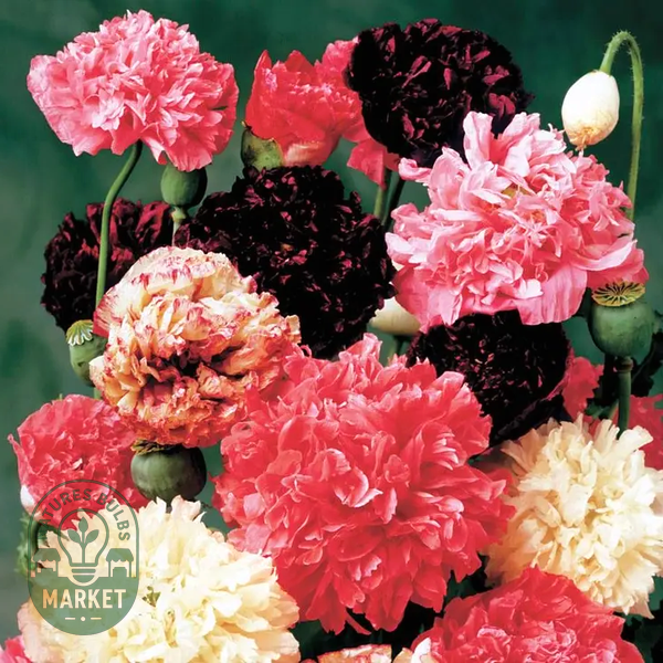 Peony Mix Poppy Seeds