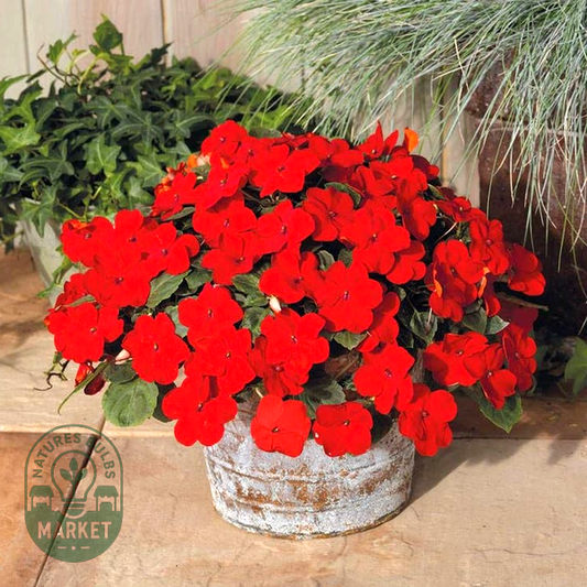Shady Lady II Cherry Red Hybrid Impatiens Seeds