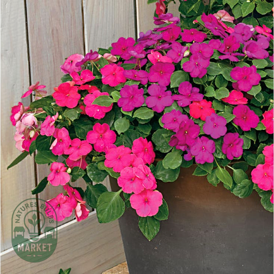 Shady Lady II Glow Girl Hybrid Impatiens Seeds