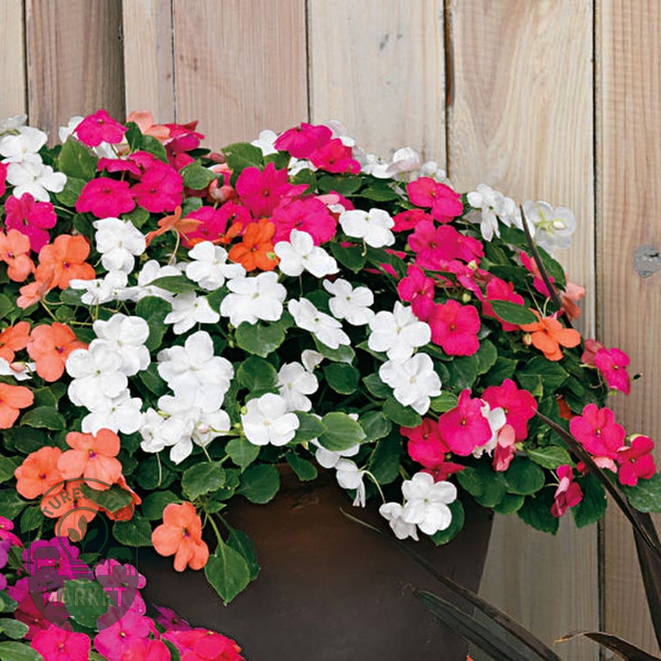 Shady Lady II Mix Hybrid Impatiens Seeds