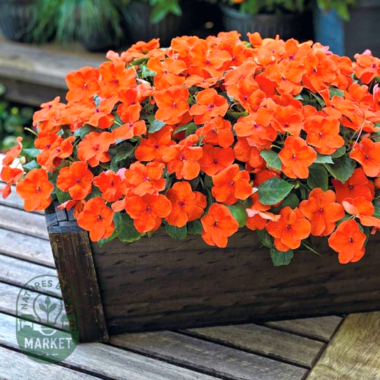 Shady Lady II Orange Hybrid Impatiens Seeds