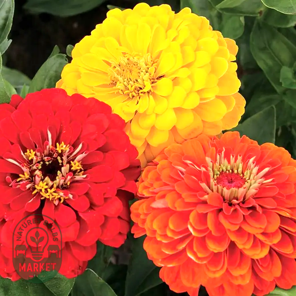 Fiesta Mix Zinnia Seeds