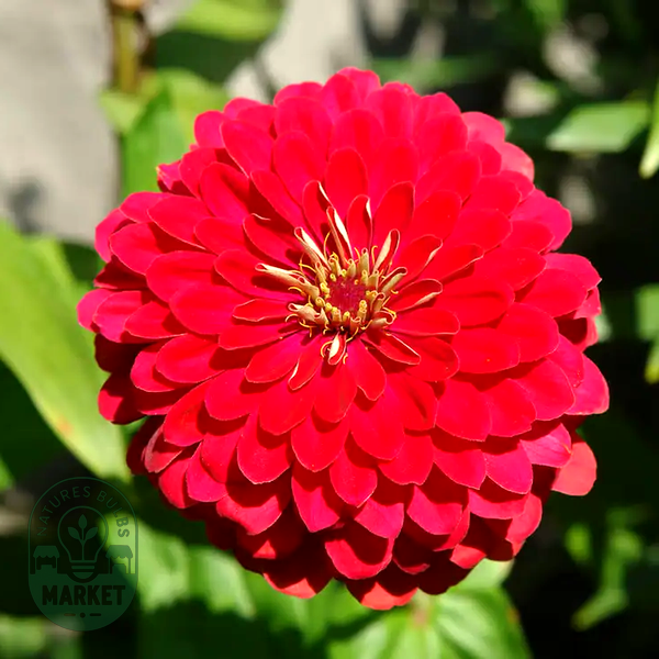 Picks Carmine Rose Zinnia Seeds