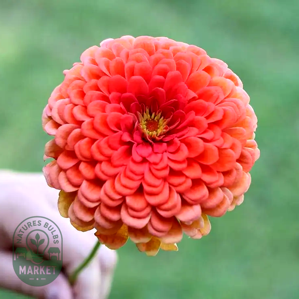 Picks Coral Zinnia Seeds
