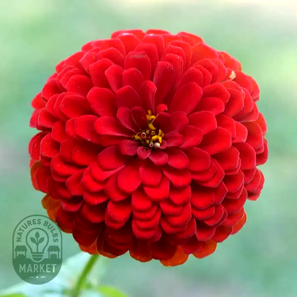 Picks Deep Red Zinnia Seeds