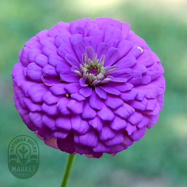 Picks Lilac Zinnia Seeds