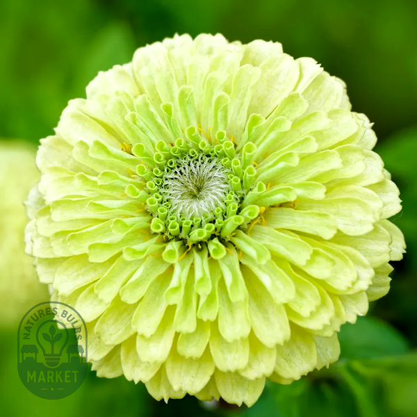 Picks Lime Zinnia Seeds