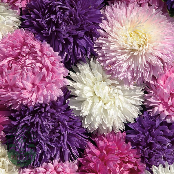 Picks Mix Aster Seeds
