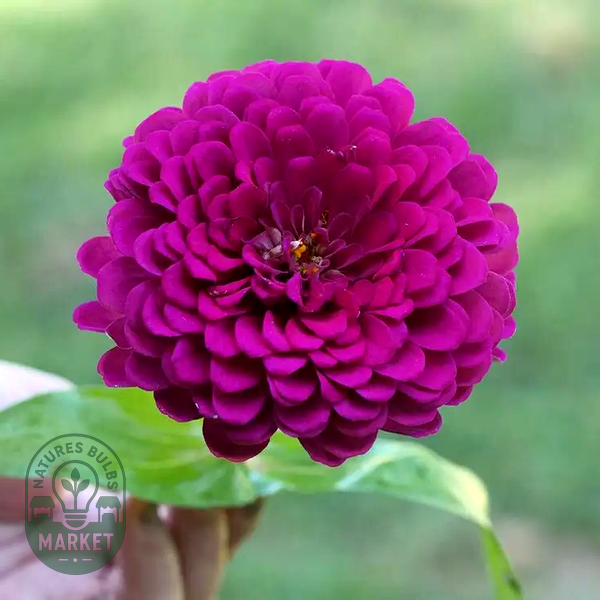 Picks Purple Zinnia Seeds