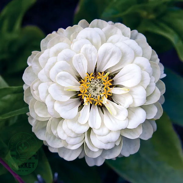Picks White Zinnia Seeds