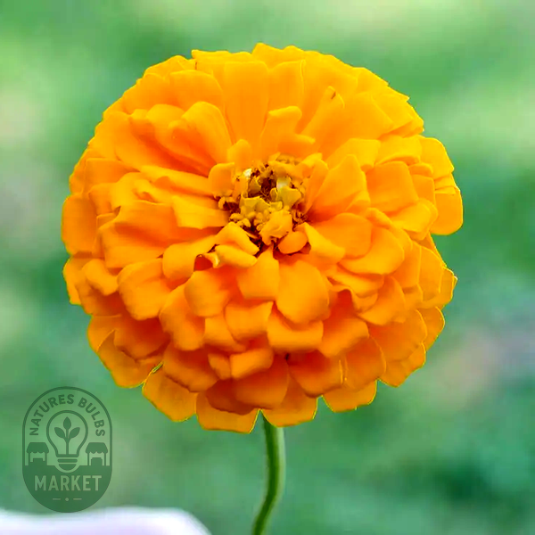 Picks Yellow Zinnia Seeds