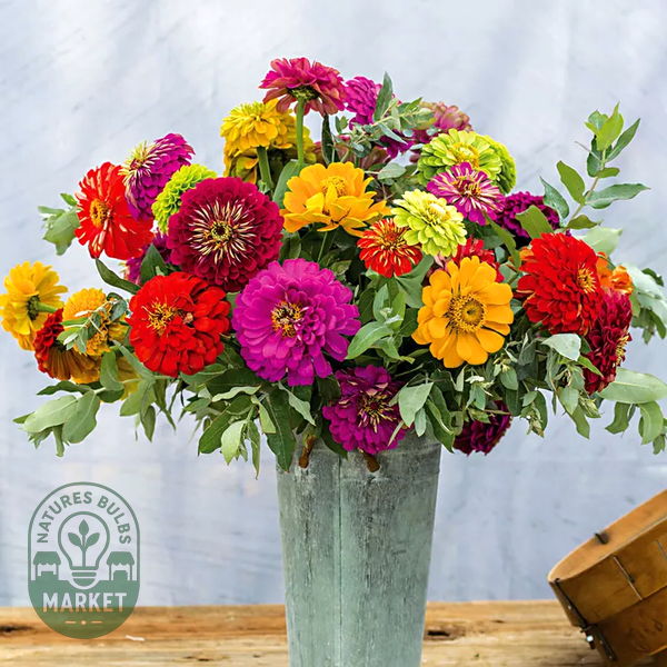 Picks Zinnia Seed Collection
