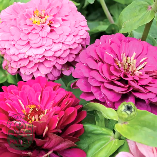 Siesta Mix Zinnia Seeds