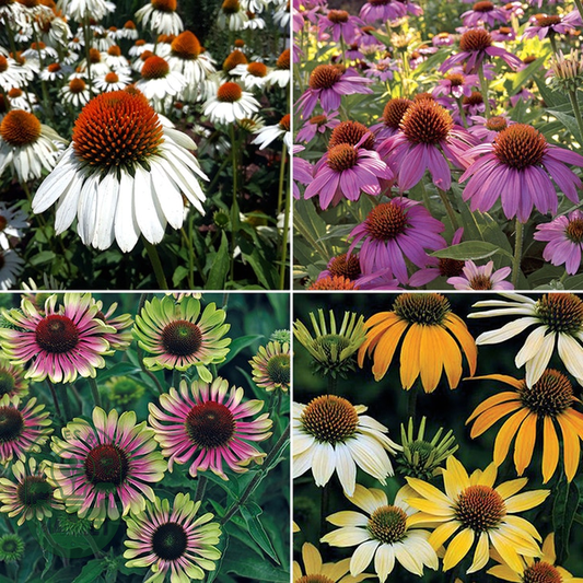 Top Coneflower Seed Collection