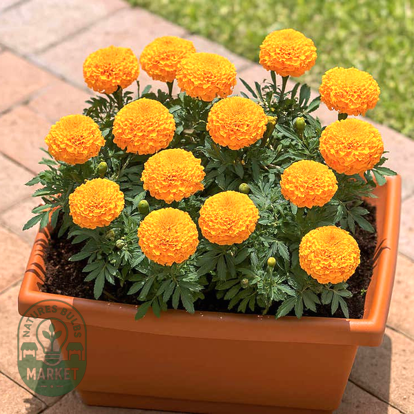 Whopper Orange Marigold Seeds