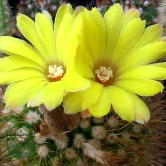 Parodia formosa