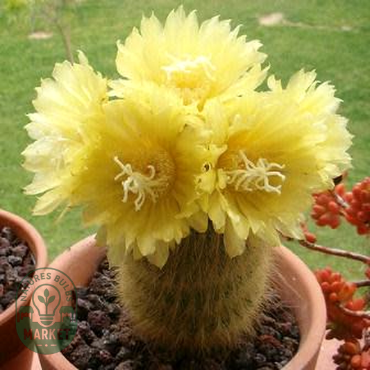 Parodia leninghausii