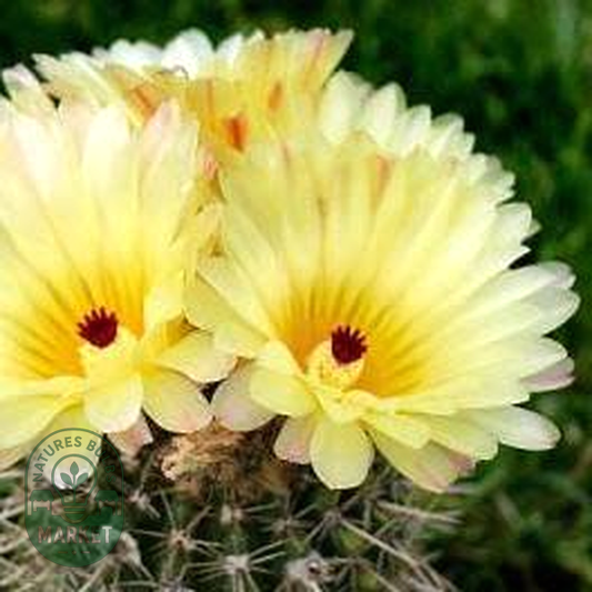 Parodia mammulosa