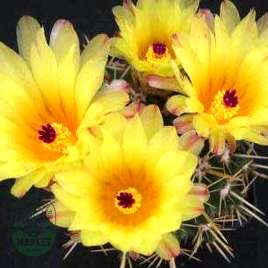 Parodia mammulosa ssp. submammulosa