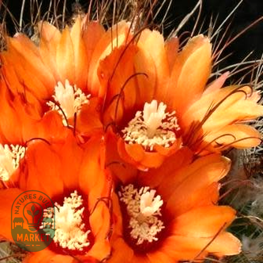 Parodia microsperma Mixed Forms