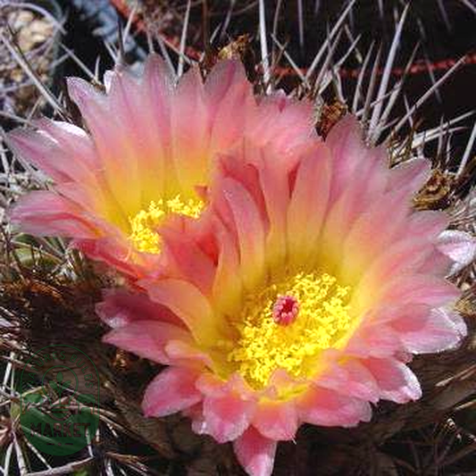 Parodia roseolutea