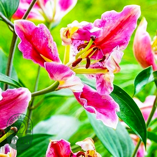 Parrot Pink Cariba
