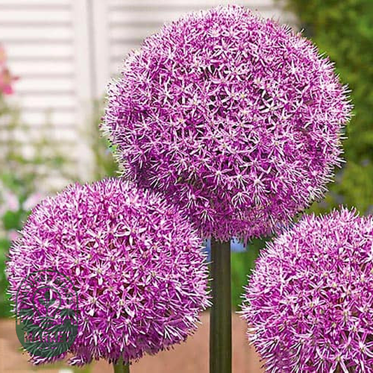 Party Balloons
