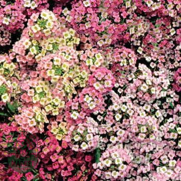 Pastel Carpet Sweet Alyssum Seeds