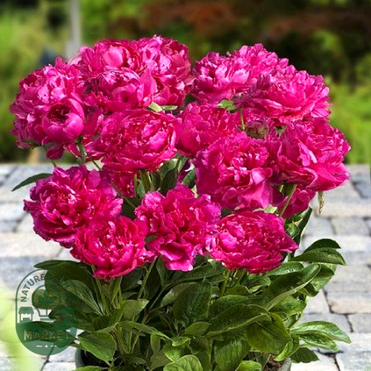 Patio Peony London