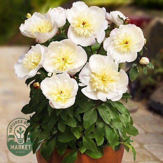 Patio Peony Madrid