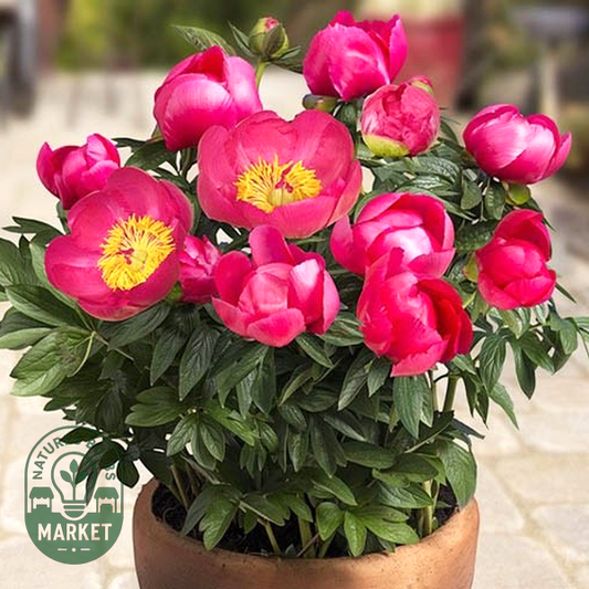 Patio Peony Oslo