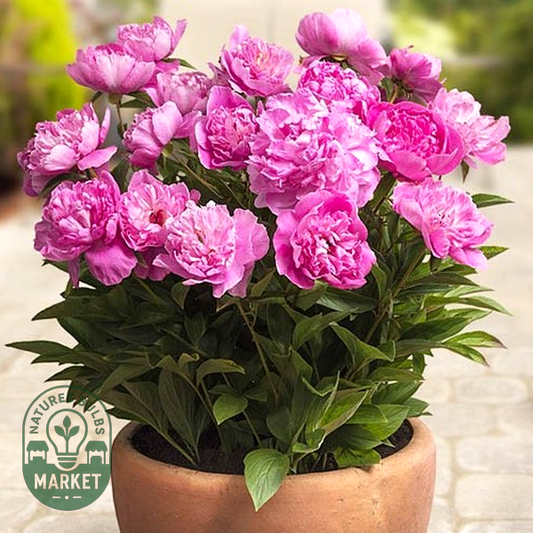 Patio Peony Rome